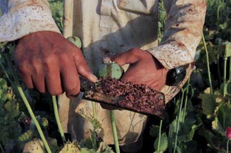 کشت گیاهان مخدر مطلقاً ممنوع و جرم است