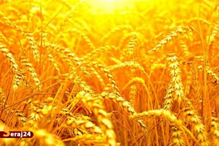 وعده جدید دولت برای تسویه مطالبات گندمکاران