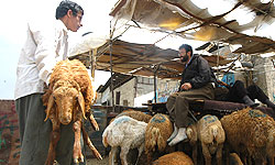 ذبح غیر بهداشتی و تماس با دام آلوده عامل ابتلا به بیماری تب کریمه کنگو