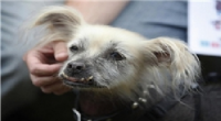 برگزاری مسابقه زشت‌ترین سگ در آمریکا+عکس