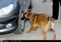 سگ موادیاب را هم تحریم کردند!‬