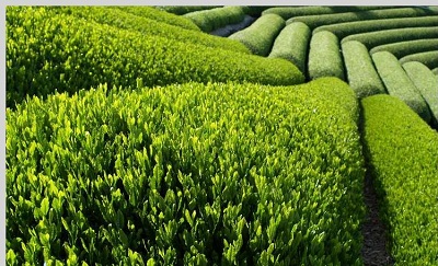 مشکل چایکاران پابرجاست/ پول چایکاران را بدهید