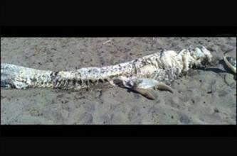 (تصویر) کشف یک موجود اسرارآمیز در سواحل اسپانیا 