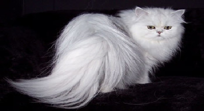  گربه ایرانی در مقام چهارم گرانترین گربه+عکس