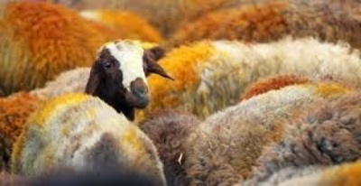 10 ایستگاه عرضه دام بهداشتی در شمال تهران راه اندازی می شود 
