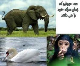سه حیوانی که زمان مرگشان را می دانند