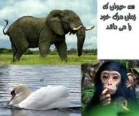سه حیوانی که زمان مرگشان را می دانند