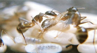 لحظه تولد مورچه را دیده اید ؟+عکس
