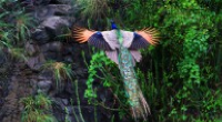  تصویری بی نظیر از پرواز طاووس