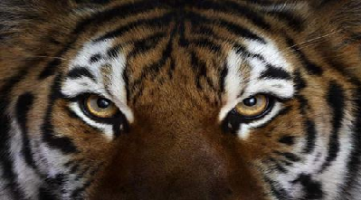 جنایتی که موجب کشف حیوانی فوق العاده شد+ عکس