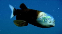 کشف یک نوع ماهی جدید با کله شفاف