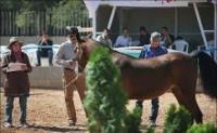 زنان سعودی به اسب سواری راضی شدند