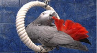 کاسکویی که خوانندگی می کند!!!+فیلم