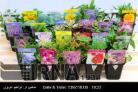 15pc growth in Iran exports of flower, official 