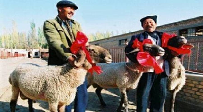 گوسفندانی که از پورشه و مازاراتی گرانتر هستند+عکس