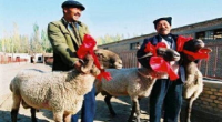  گوسفندانی که از پورشه و مازاراتی گرانتر هستند+عکس