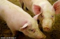  استفاده کشور مالزی از روغن خوک در تولید روغن نباتی!