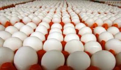 تخم مرغ سبدکالا، دولت را بدهکار کرد