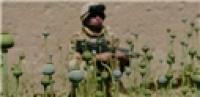 US, NATO not Interested in Eradicating Opium Plague in Afghanistan 
