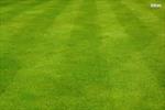 Iran introduces grass resistant to water shortage 