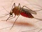 Malaria still kills over half a million people annually - UN chief 