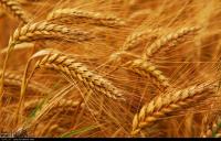 Iran to regain wheat self-sufficiency 