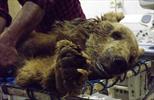 Kermanshahi Bear euthanized for ‘tens of shells’ in its body 
