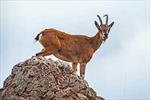 Ilam enjoys 80 natural habitats