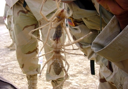 حمله‌ عنکبوت‌ها به نظامیان‌ آمریکایی+ عکس