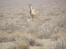 3 Persian zebras born in Semnan’s National Park 