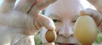  کوچک‌ترین تخم مرغ دنیا /عکس