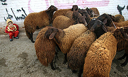 قیمت گوسفند زنده برای قربانی اعلام شد 