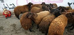 قیمت گوسفند زنده برای قربانی اعلام شد 