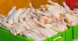 مرغ ایران صادراتی می شود