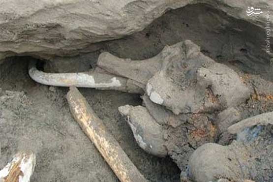 کشف فسیل فیل 1 میلیون ساله در چالدران+عکس