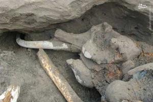 کشف فسیل فیل 1 میلیون ساله در چالدران+عکس