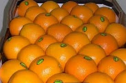 پرتقال‌های قاچاق آفریقایی در بازار 