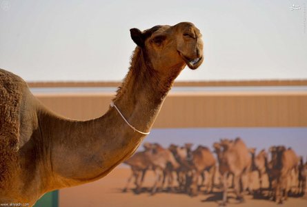 جشنواره شتری ملک عبدالعزیز 