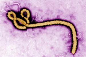 واکسن ابولا جواب داد 
