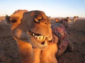 ماساژ و کارواش شتر در عربستان+عکس