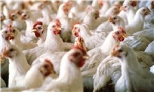 احتمال کاهش تولید مرغ/ تعادل بین تولید، مصرف، ذخیره‌سازی و صادرات وجود ندارد 