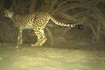 Another Asiatic cheetah sighted in Yazd 