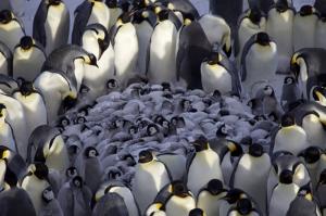 امپراطوری پنگوئن ها 