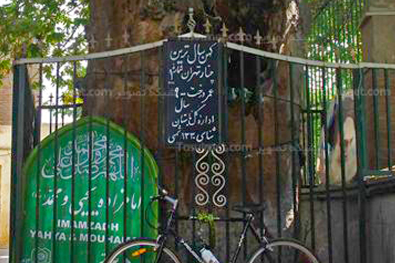 کهن سال‌ترین موجود زنده تهران