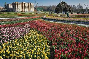 آغاز کاشت میلیون ها گل لاله در پایتخت