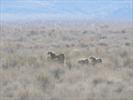 Female Asiatic cheetah, 3 cubs sighted in Turan National Park 