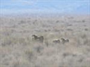 Female Asiatic cheetah, 3 cubs sighted in Turan National Park 