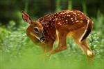 Zanjan deer population down 16 percent 
