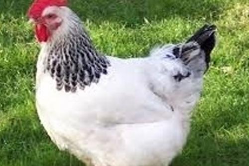 مرغ‌ها دارای کد رهگیری می‌شوند 