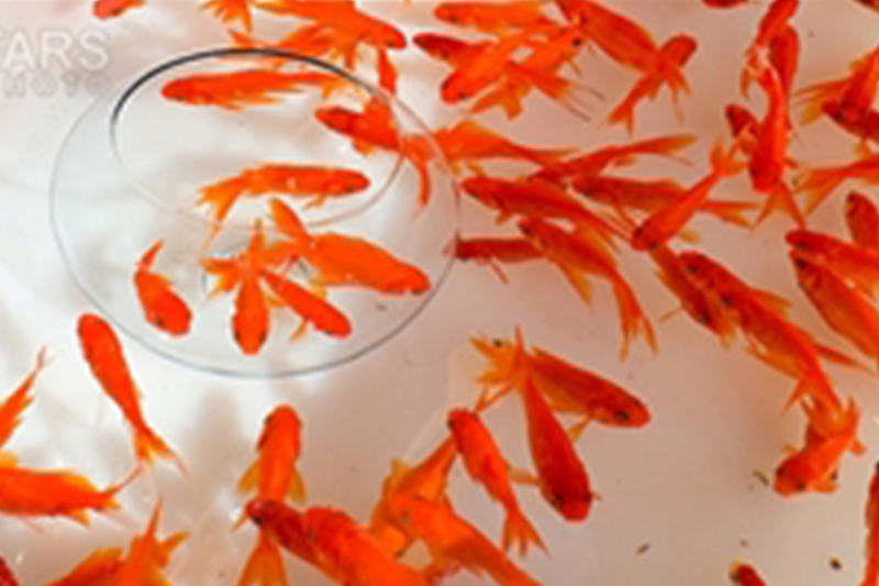 شهروندان از رهاسازی ماهی‌های قرمز در آب‌های روان خودداری کنند